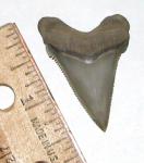 Angustidens Shark Tooth